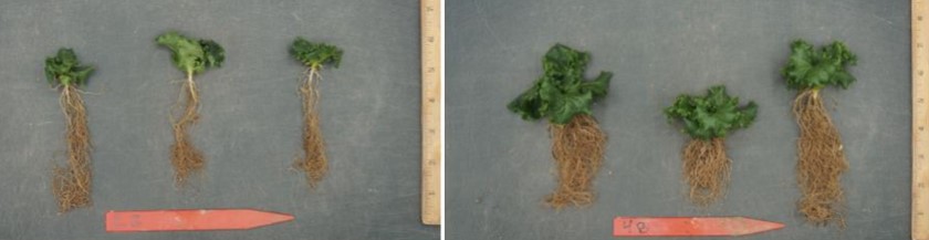 Lettuce, Increased root biomass at 4WAP, Left: Control vs Right: BIOZ Jet