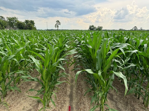 Corn, Improved stand count, Left: Control vs Right: BIOZ Jet with Agrolution pHlow