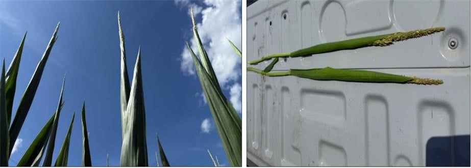 Presence of tassel wrapping occurring in corn on July 10 (a) and July 23 (b) at the Agronomy Center for Research and Education (ACRE) in West Lafayette, IN 2025.