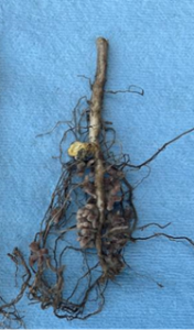 Nodules on a Soybean treated with Nova Pulse and Boron X-TRA