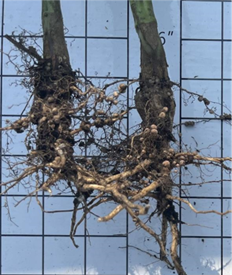 Garbanzo bean nodules with Nova Pulse and Boron X-TRA