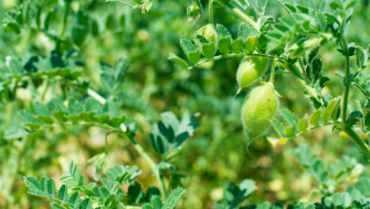 Can Micronutrients Improve Nodulation and N-Fixation?