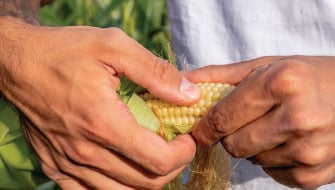 Corn Under Stress: Tassel Wrap & Why Boron Matters