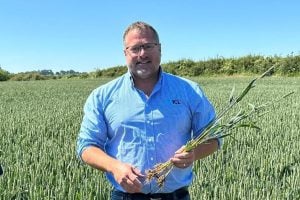 TSM in a wheat field
