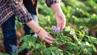 Potassium 101: Why K is Essential for Crop Yield and Quality