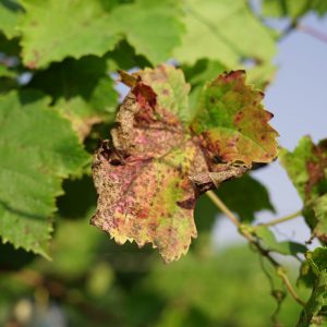Potassium deficiency on grape leaves - yellowing (chlorosis) and browning (necrosis) of leaf edges