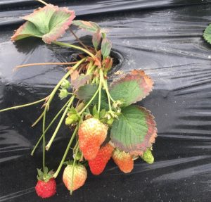 Potassium deficiency on strawberry leaves - yellowing (chlorosis) and browning (necrosis) of leaf edges