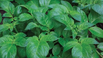 Potassium Management in Potatoes: How Mid-Season K Increased Yield by 17.5%