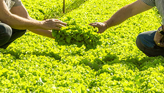 Polysulphate Improves Lettuce Growth in Acidic Soils