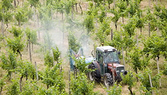 Foliar Fertilization Guide: The Basics of Foliar Feeding