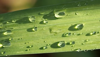 Soil vs. Foliar Fertilization: Which Strategy Wins?