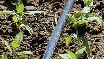 From Fertilizer to Decision Support: Building Smarter Crop Nutrition Programs