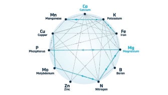 Calcium & Magnesium 101: Crop Nutrients that Work Best as a Team