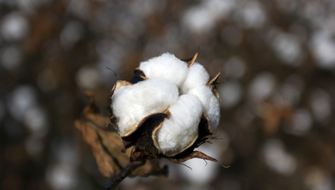 Maximize Cotton Defoliation Performance with MULTI-SPRED®
