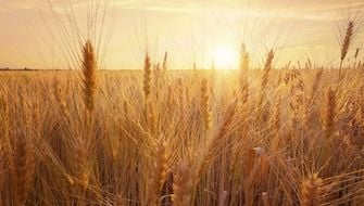 Forage Crops: Nutritional Backbone of Livestock Farming