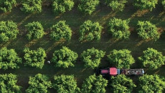 Maximize Marketable Yields: Smart Nutrition for Fruit & Nut Orchards