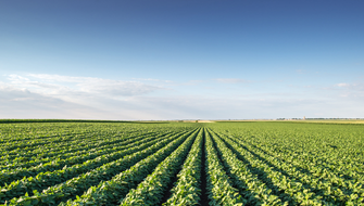 Don’t Let Zinc Deficiency Limit Your Crop’s Potential