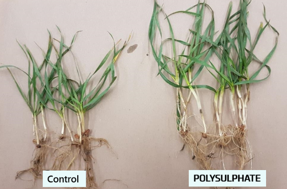 Bigger plants and roots shown on winter barley grown with Polysulphate. Trial showed improved N & P uptake compared to control, ICL, UK, 2021