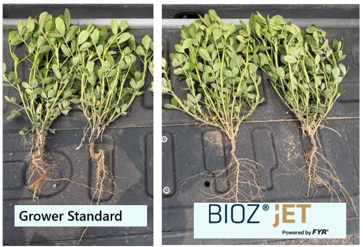 Increased root mass, more fibrous root hair, deeper tap root on peanuts with BIOZ Jet compared to Grower Standard (more J-hook from stress, less dense roots).