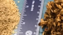 Les Fibres de Bois – Première Partie