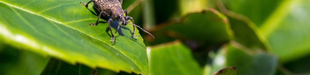 Charancon - weevil