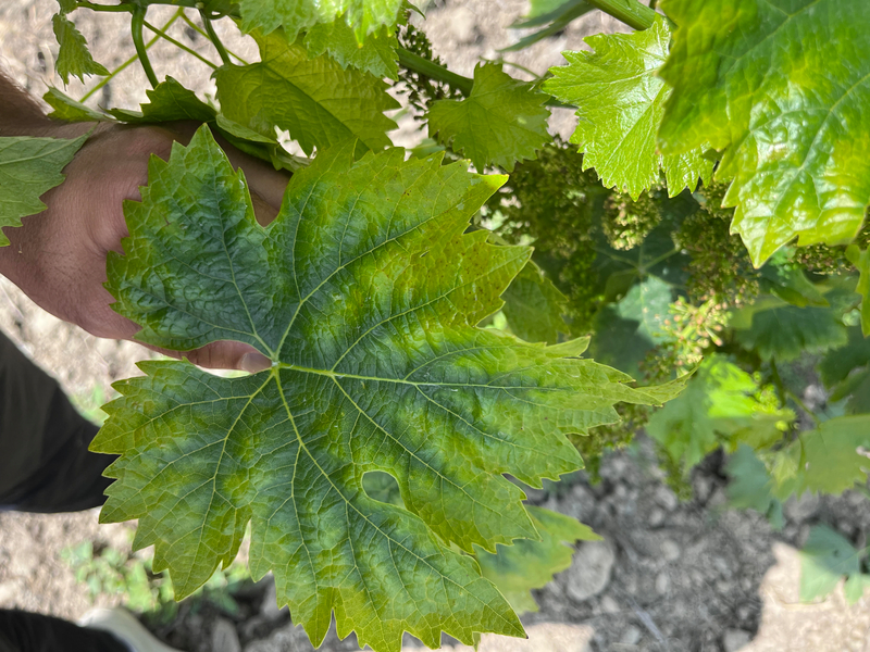 Carence en Magnésium de la vigne