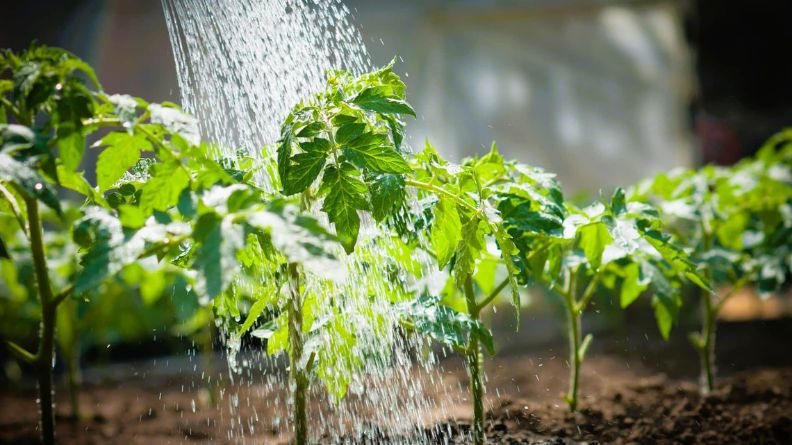 h2gro et tomates