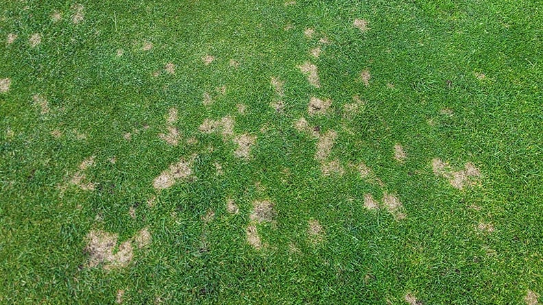Dollar-spot-1