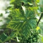 Carence_Magnésium_Vigne-Chlorose-Internervaire