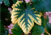 Exemple_jaunissement_feuilles_carence _Magnésium_Vigne