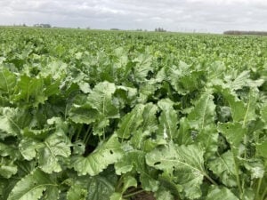 Champ culture agricole betterave