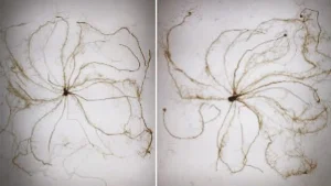 différence longueur de racines avec et sans biostimulants ICL