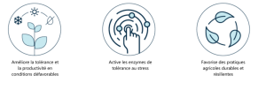 Effets agronomiques et durables de la Technologie Métabolites ICL