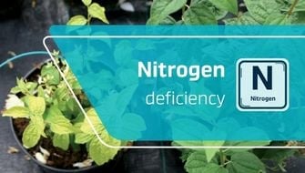 Carence en azote dans les plantes ornementales