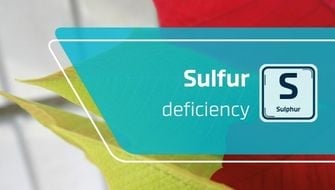 Carence en soufre : symptômes et traitement