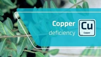 Carence en cuivre chez les plantes ornementales