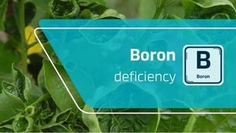 Carence en bore : symptômes et traitement