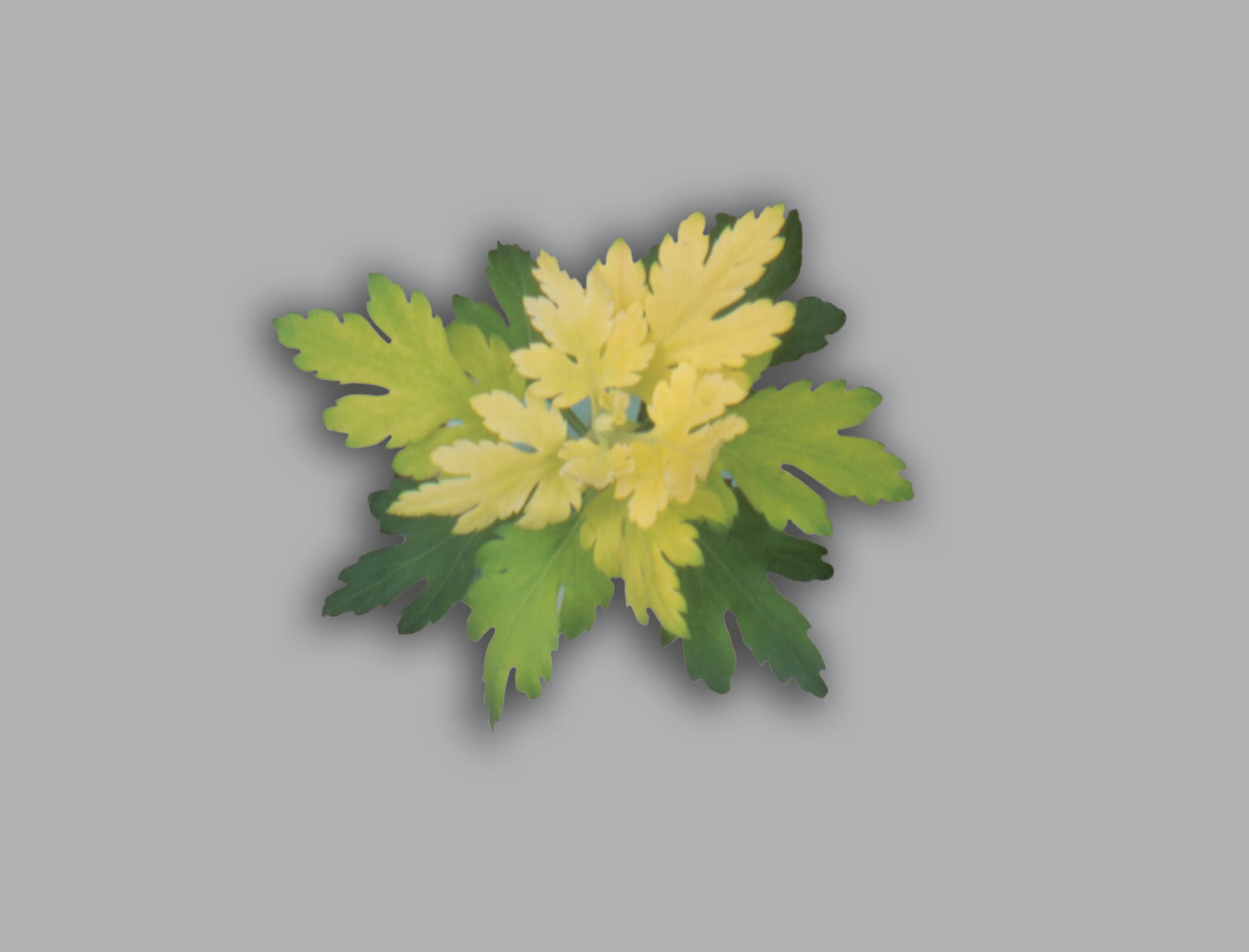 Chlorosis on chrysanthemum leaves