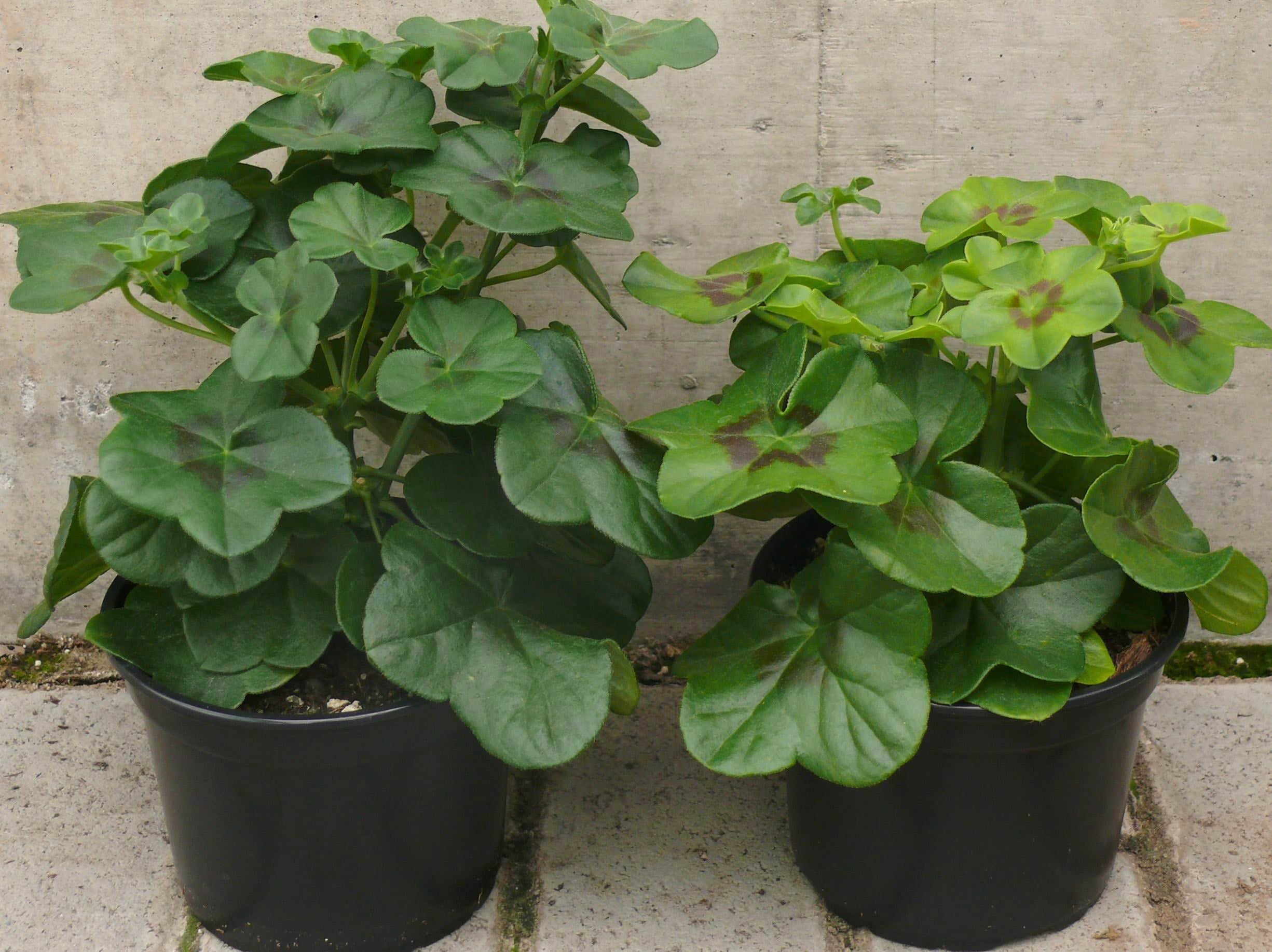 Sulfur-deficient Pelargonium with yellowing young leaves.