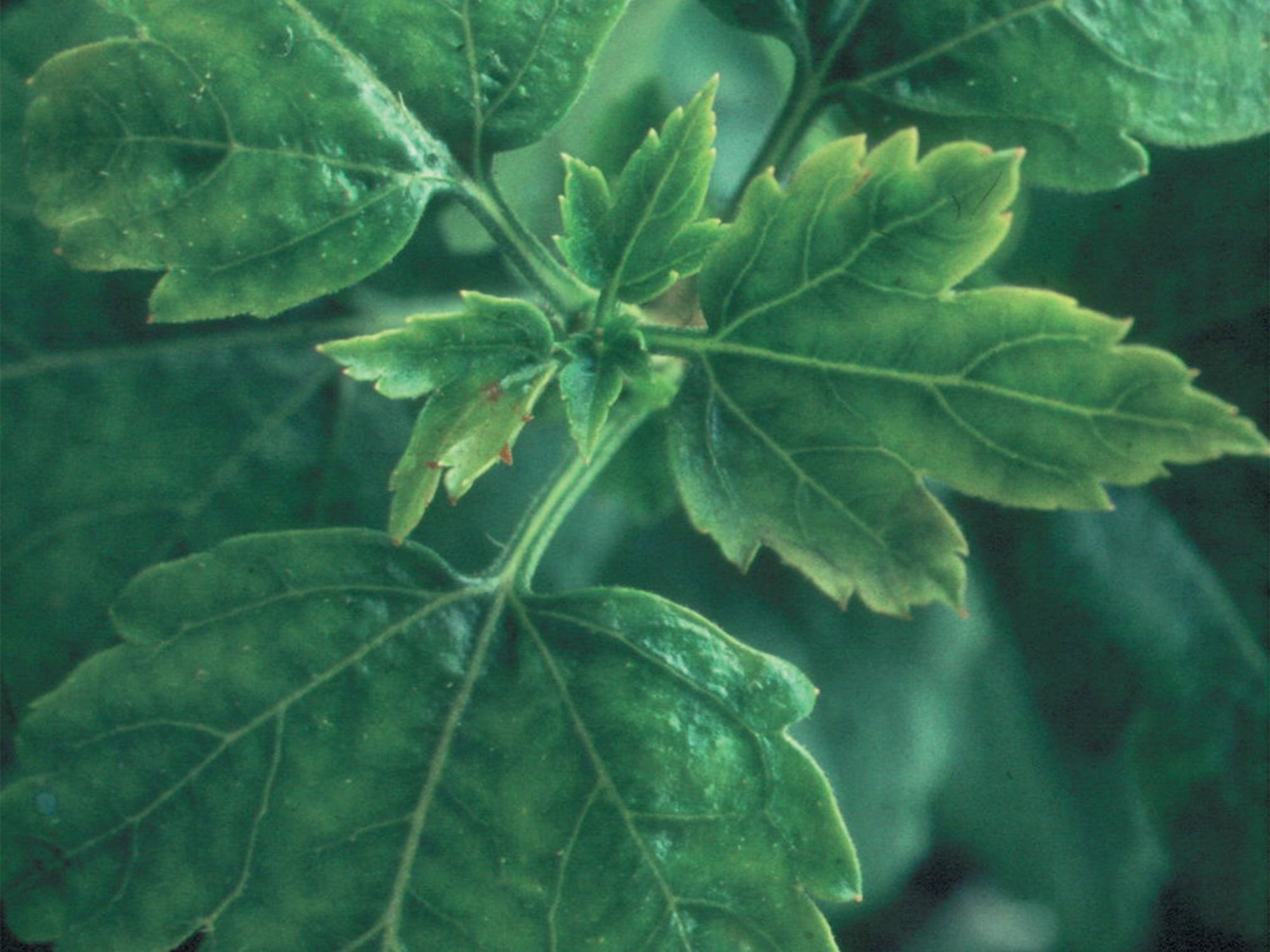 Necrotic leaf tips and margins in Ribes.