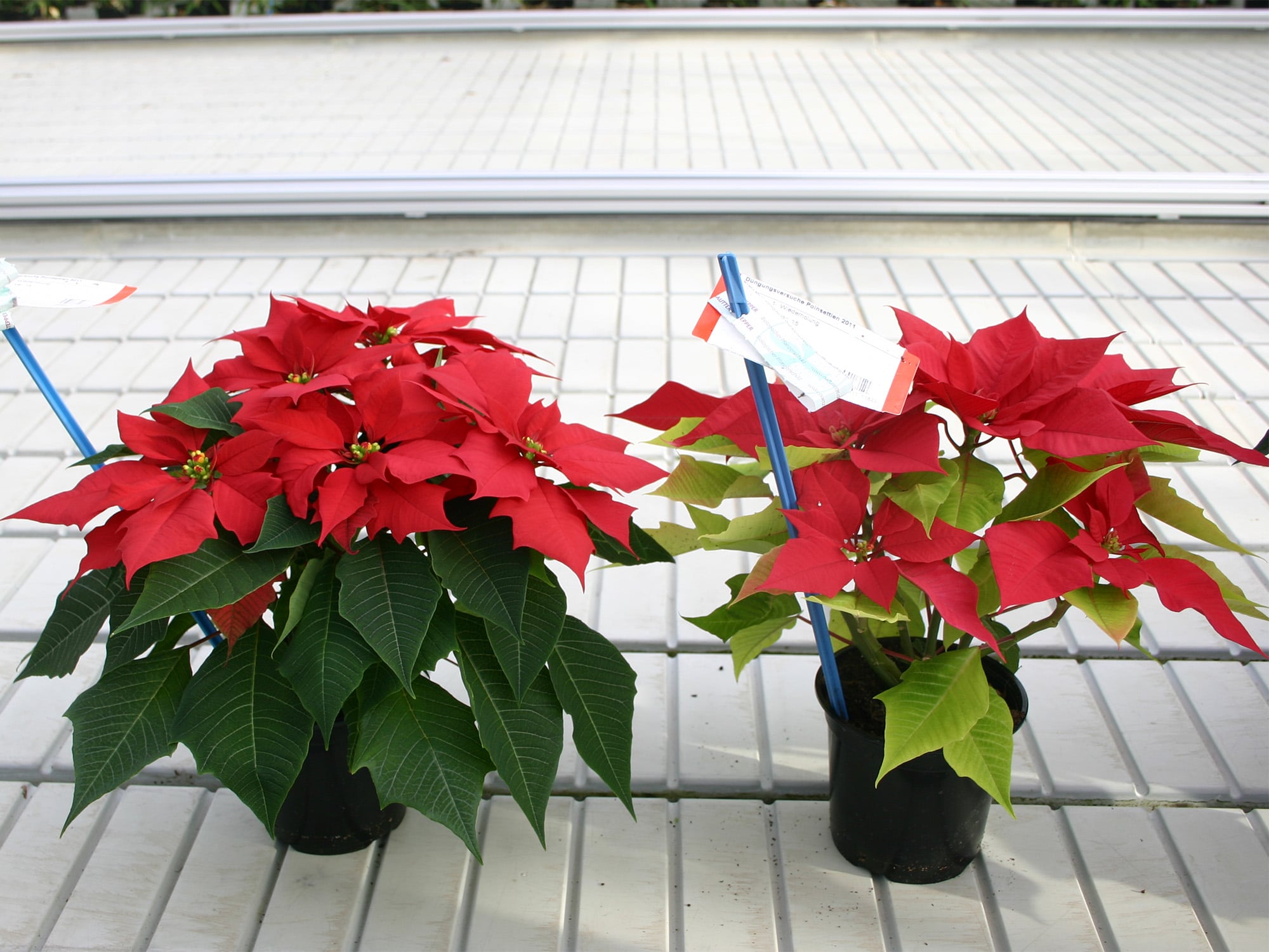 Sulfur-deficient Poinsettia with yellowing young leaves.
