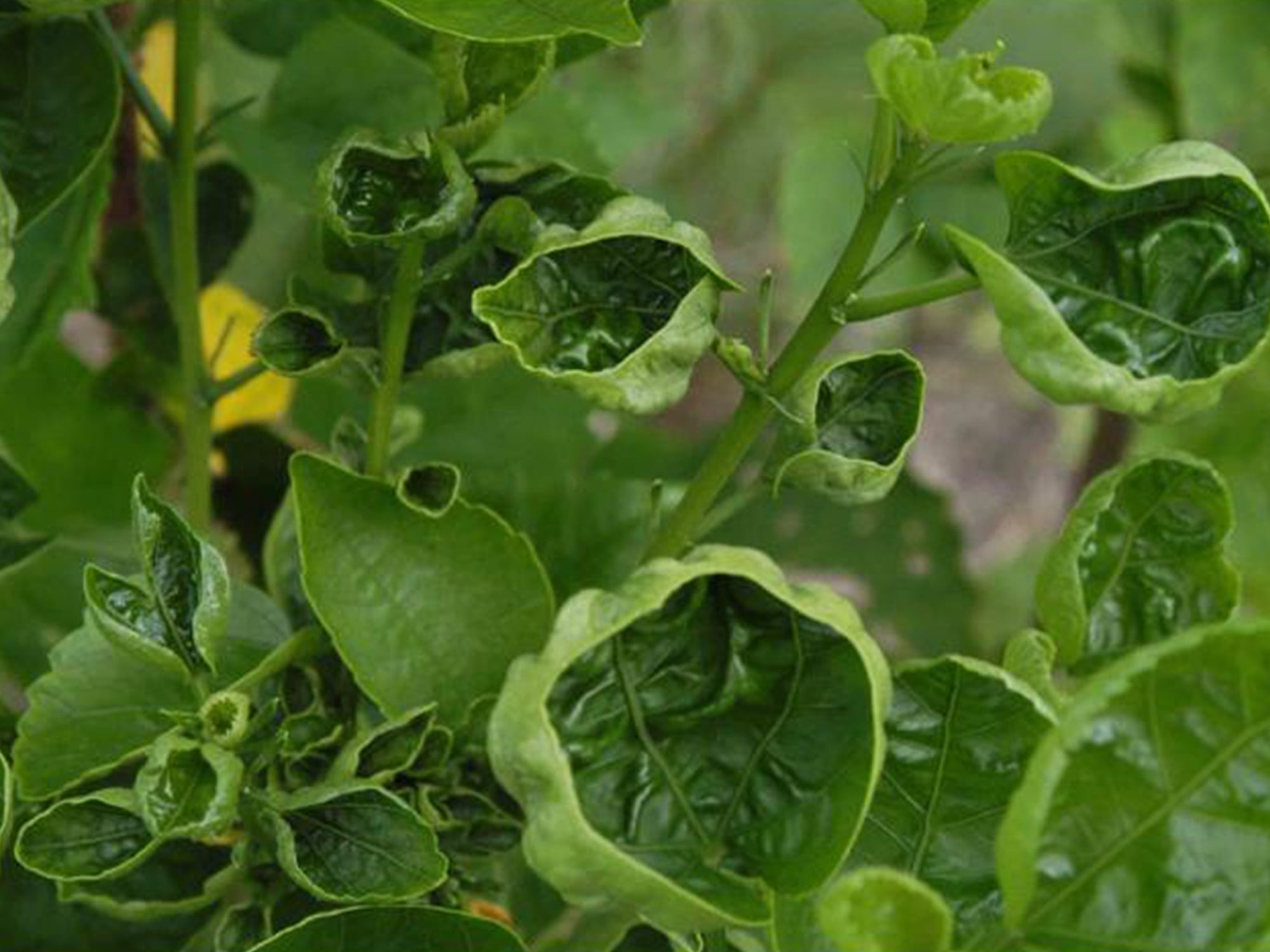 Leaf deformations in Hibiscus