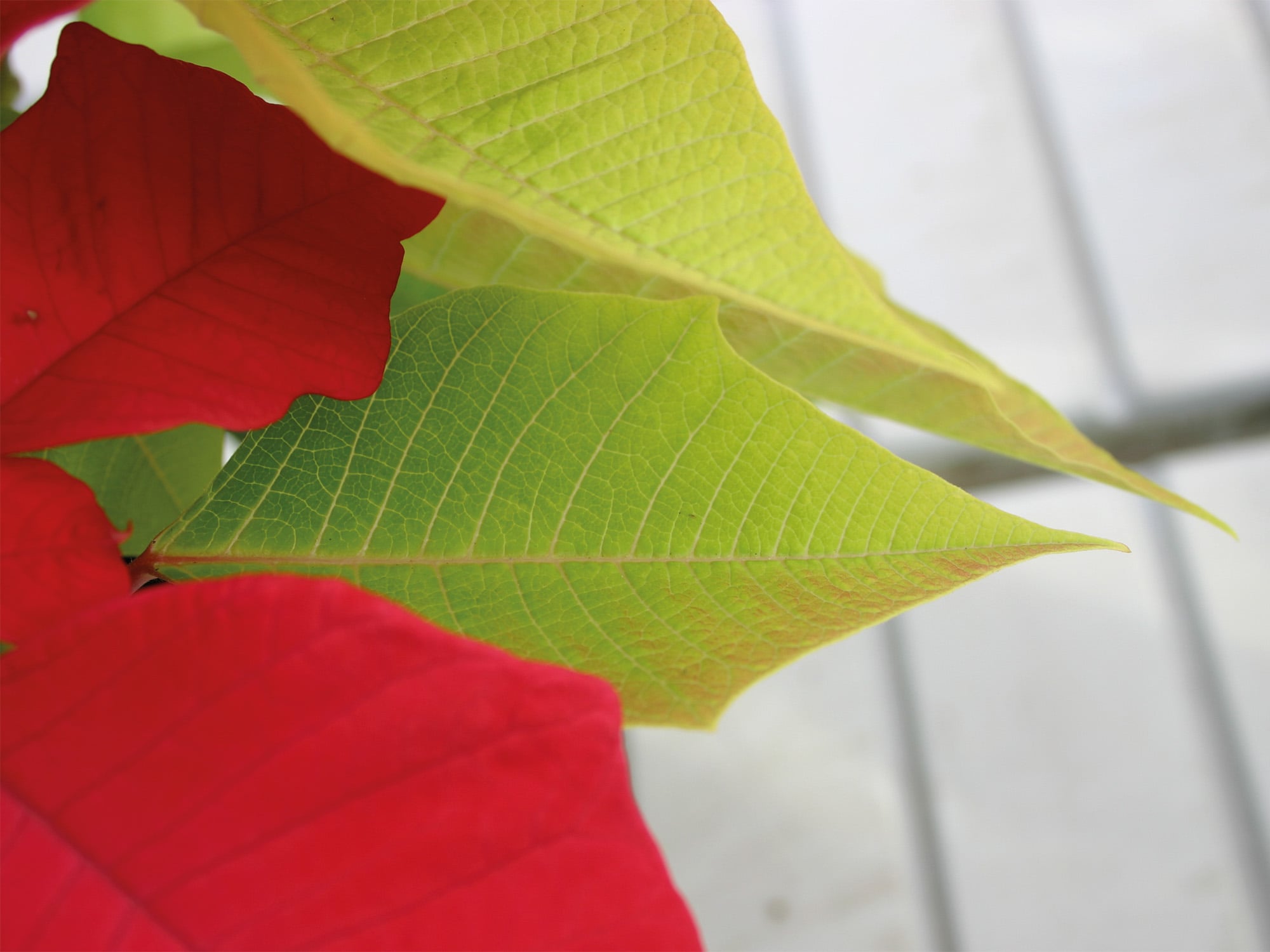 Yellow leaves on a sulfur-deficient Poinsettia.