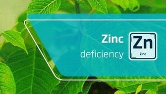 Carence en zinc : symptômes et traitement