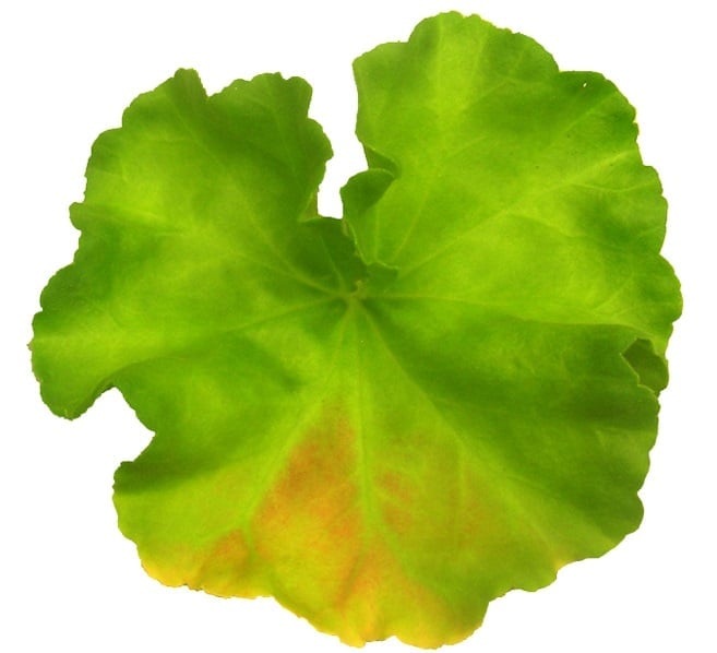 Yellowing leaf of Pelargonium.