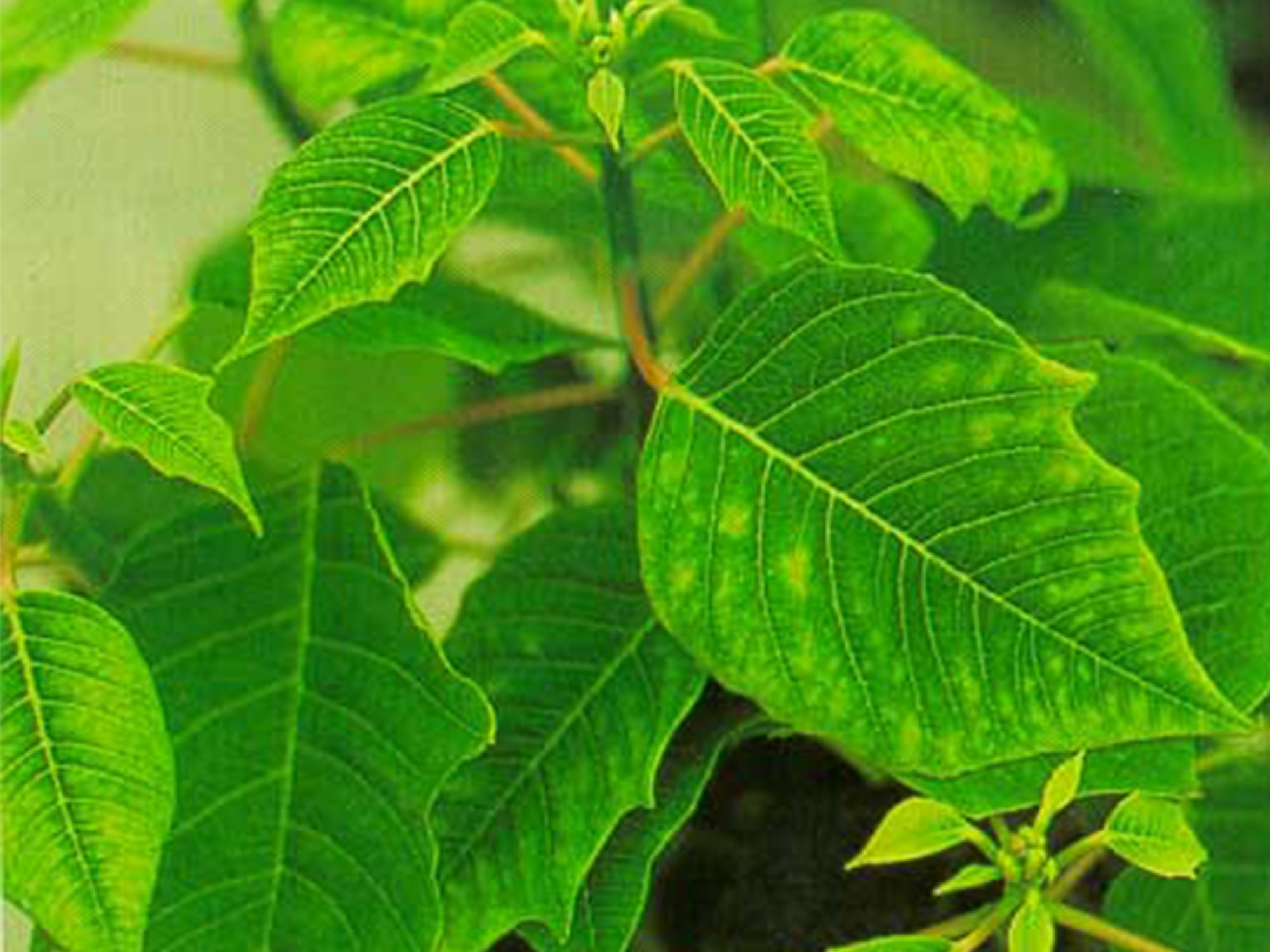 Interveinal chlorosis in Poinsettia leaves