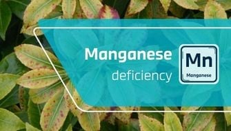 Carence en manganèse : symptômes et traitement