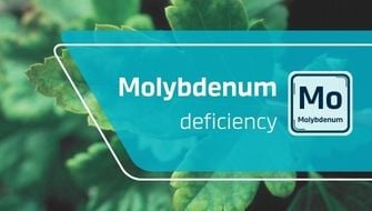 Carence en molybdène : symptômes et traitement