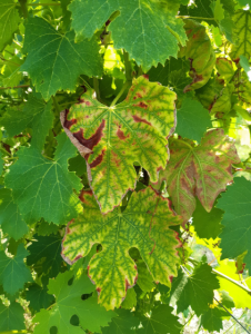 Exemple de carence en Manganèse, dû à une chlorose internervaire 