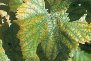 Exemple de Mottling, décoloration diffuse des feuilles avec alternance de zones vertes et jaunâtres 